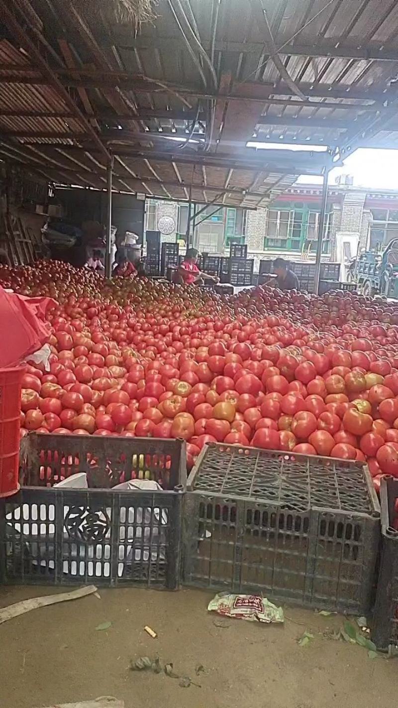 我是河北唐山乐亭，诚信代收欢迎大家来采购，免代收费，