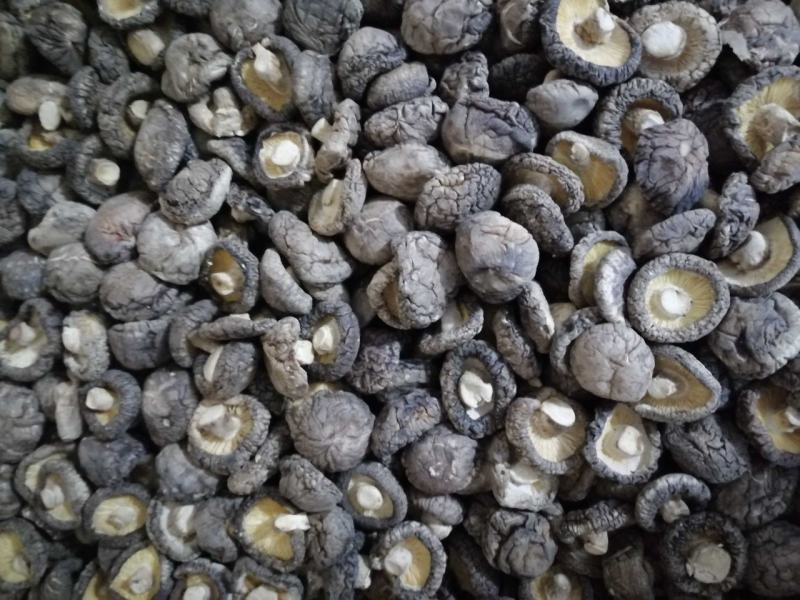 纯自然生长不是人工干预，菇形圆香味浓黑面菇