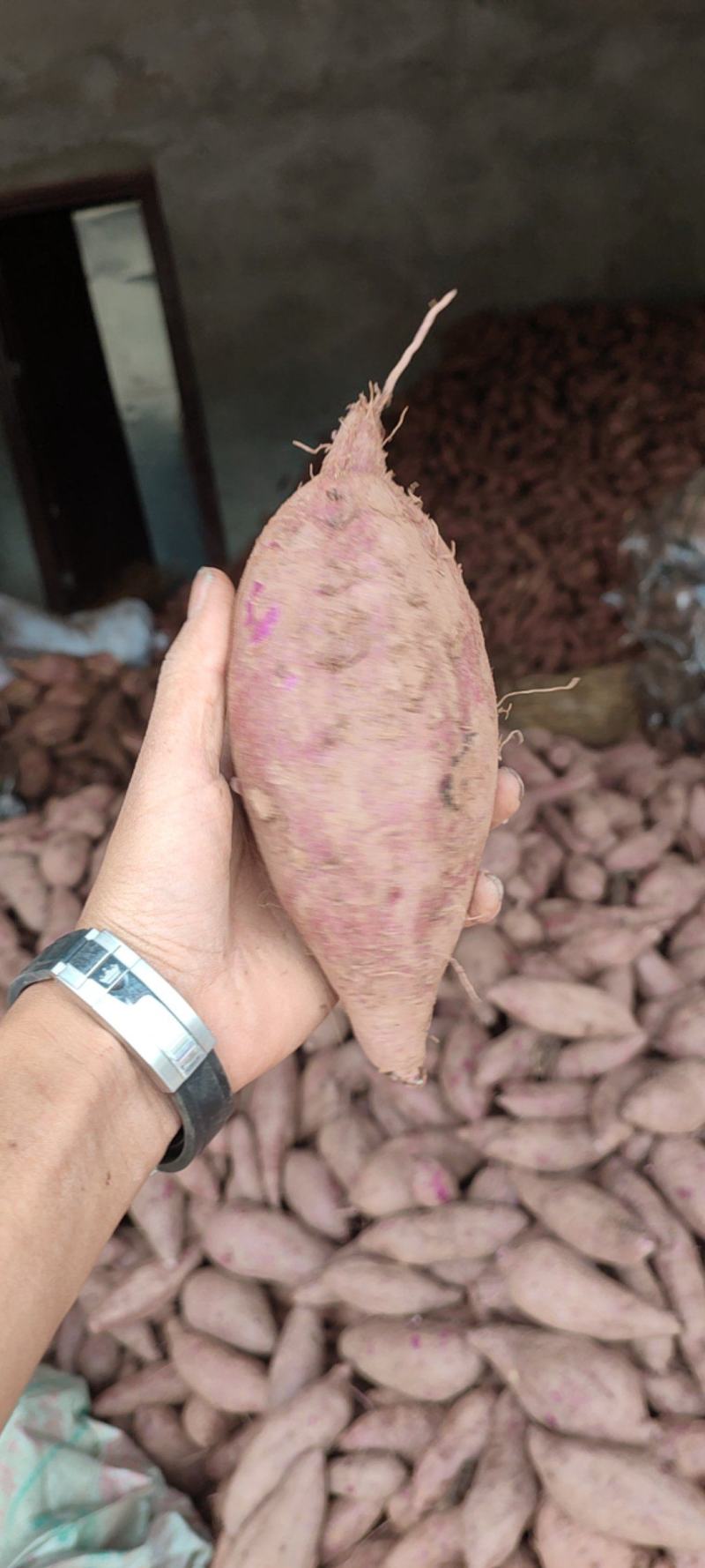 四川紫薯，电商货，超市，大量供应，货源稳定
