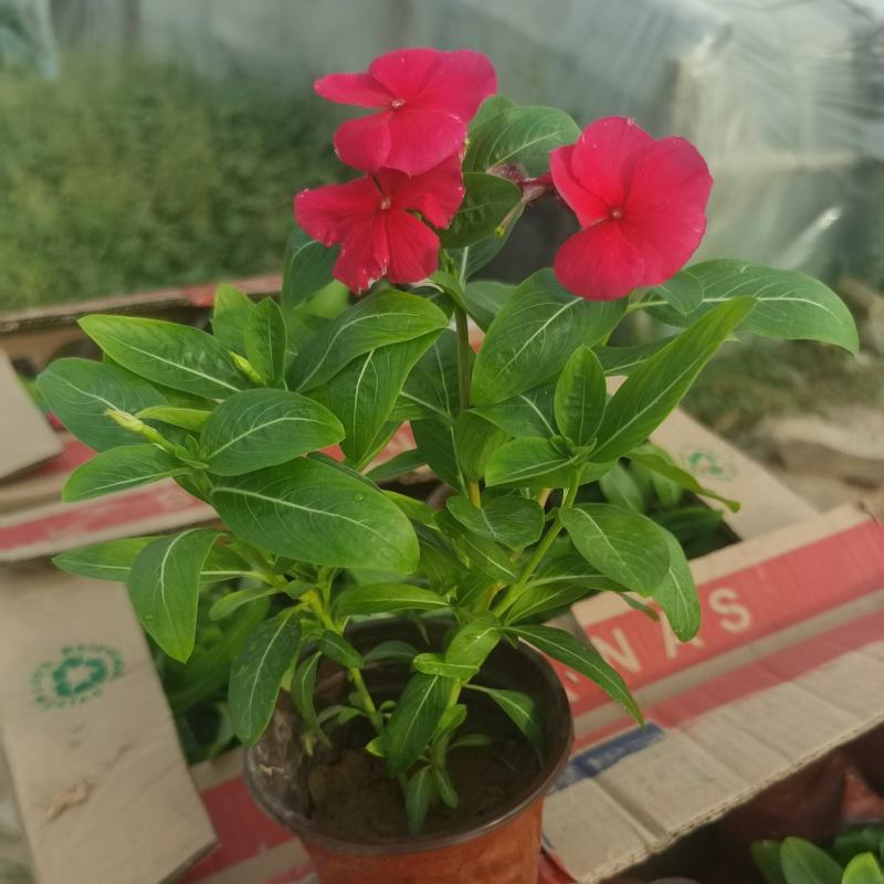 天天开（长春花），基地货源，自产自销，量大从优