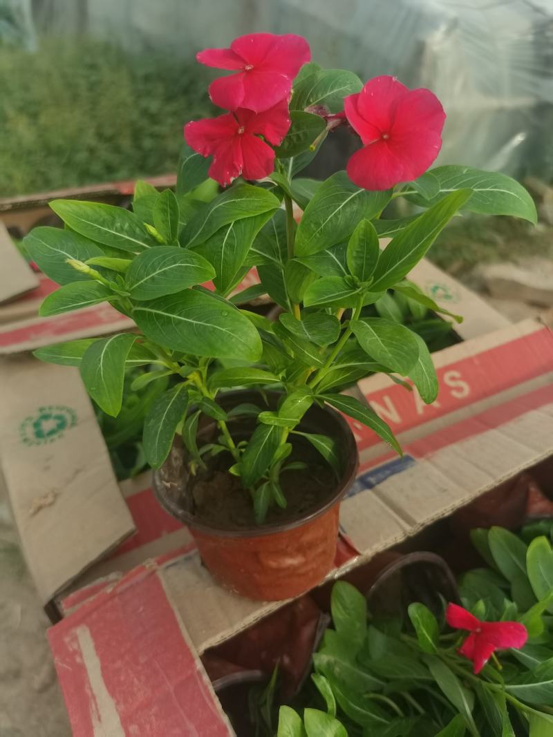 天天开（长春花），基地货源，自产自销，量大从优