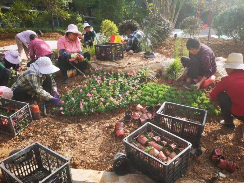 天天开（长春花），基地货源，自产自销，量大从优