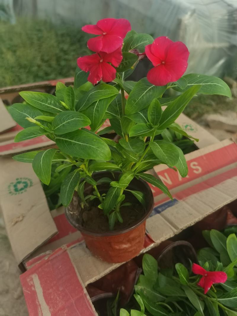 天天开（长春花），基地货源，自产自销，量大从优