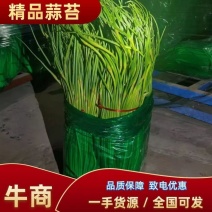 【一手货源】河南精品红帽蒜薹，冷库蒜苔品质保障，大量现货