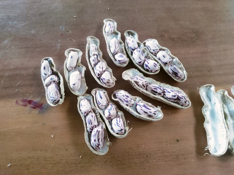 【热销】云南七彩花生黑花生颗粒饱满含富硒花生原生态花生
