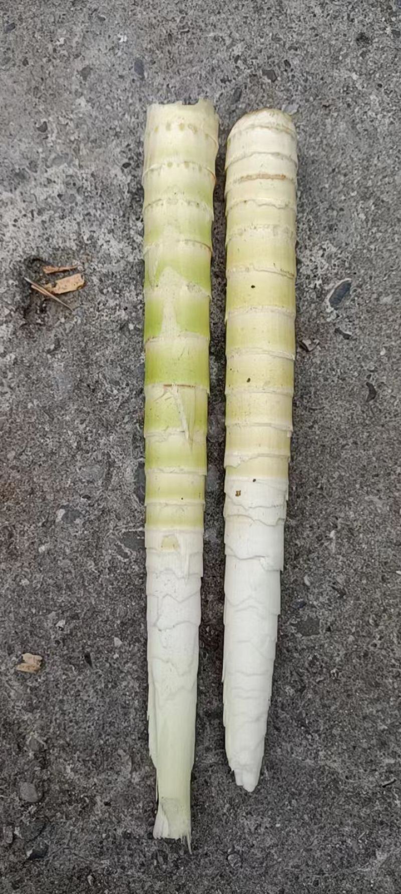 新鲜高山牛尾笋