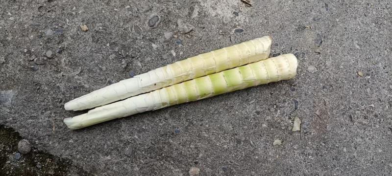 新鲜高山牛尾笋