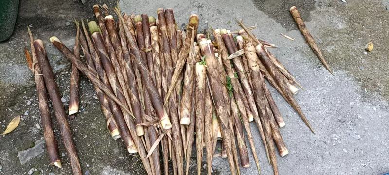 新鲜高山牛尾笋