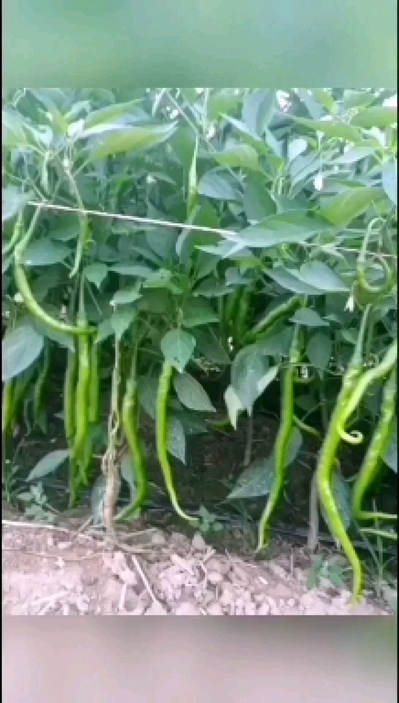 各种辣椒茄子大量上巿中