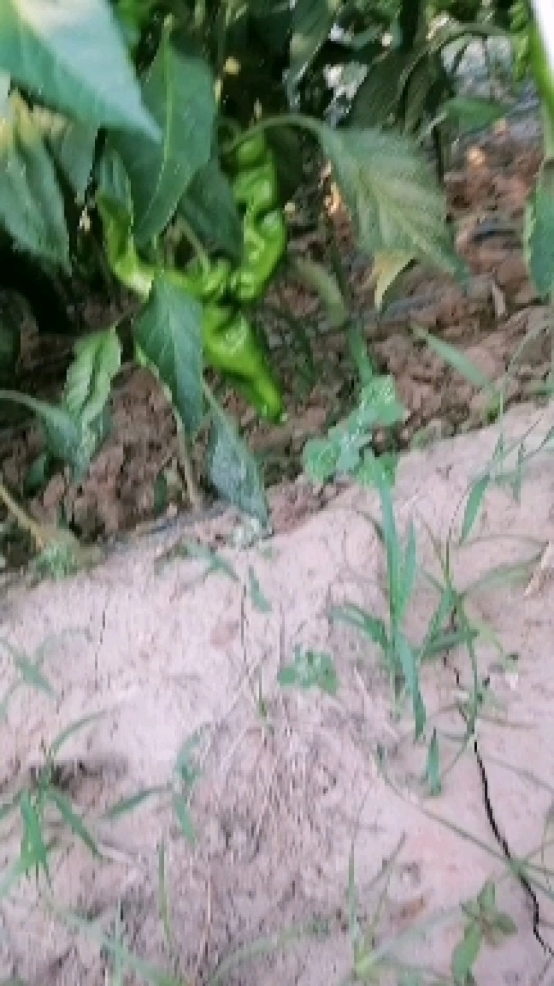 各种辣椒茄子大量上巿中
