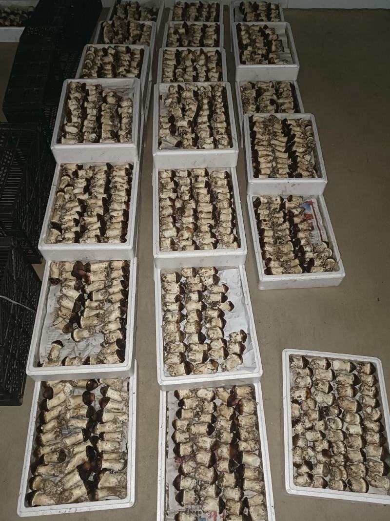 赤松茸大量出菇，质量优良