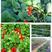 山东章姬草莓苗，产地直发，长期供货，品种丰富，规格齐全