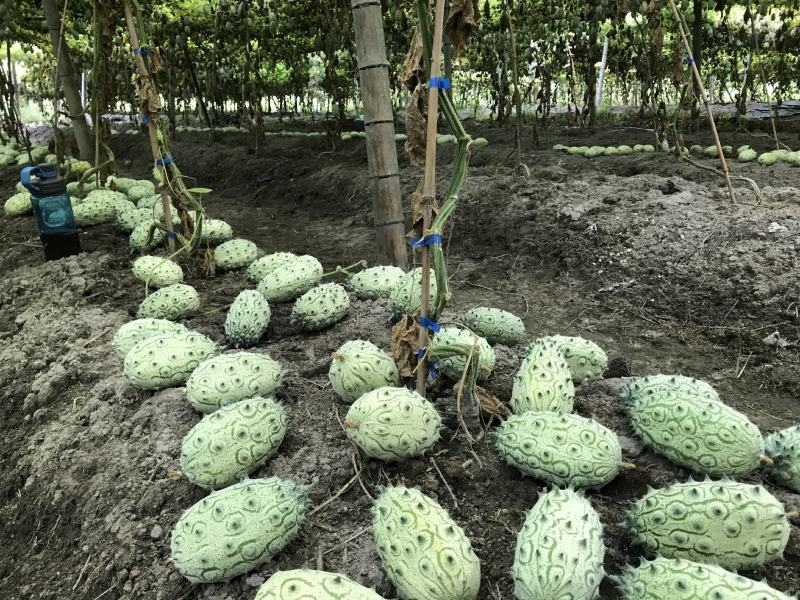火参果