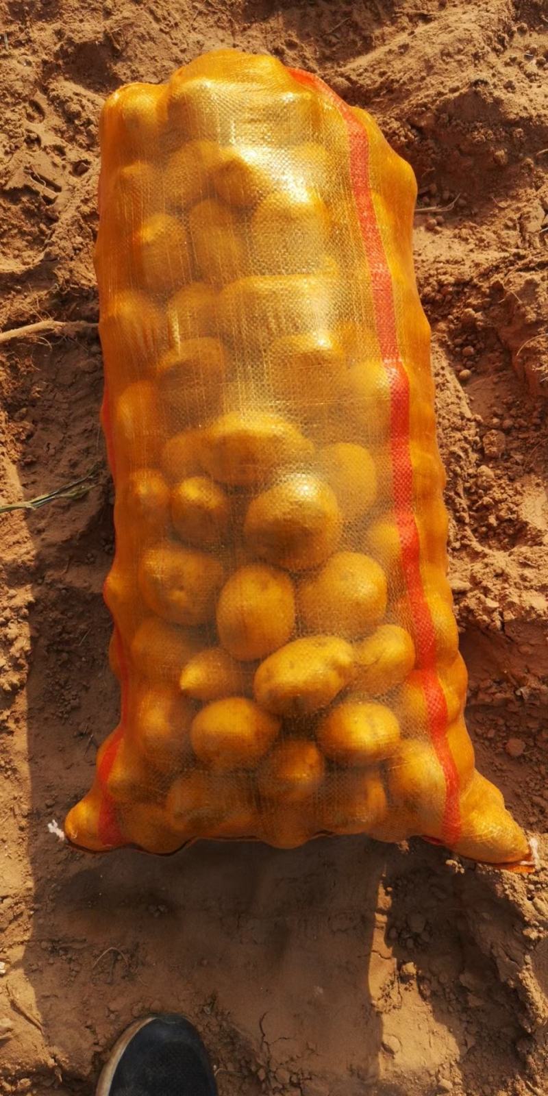 黄心中货