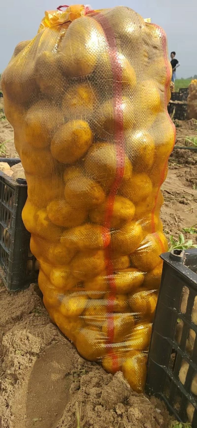 黄心中货