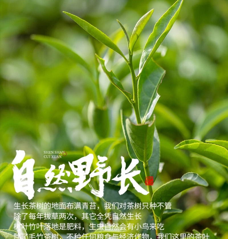 2024新茶金骏眉红茶蜜香型正山小种浓香型混装