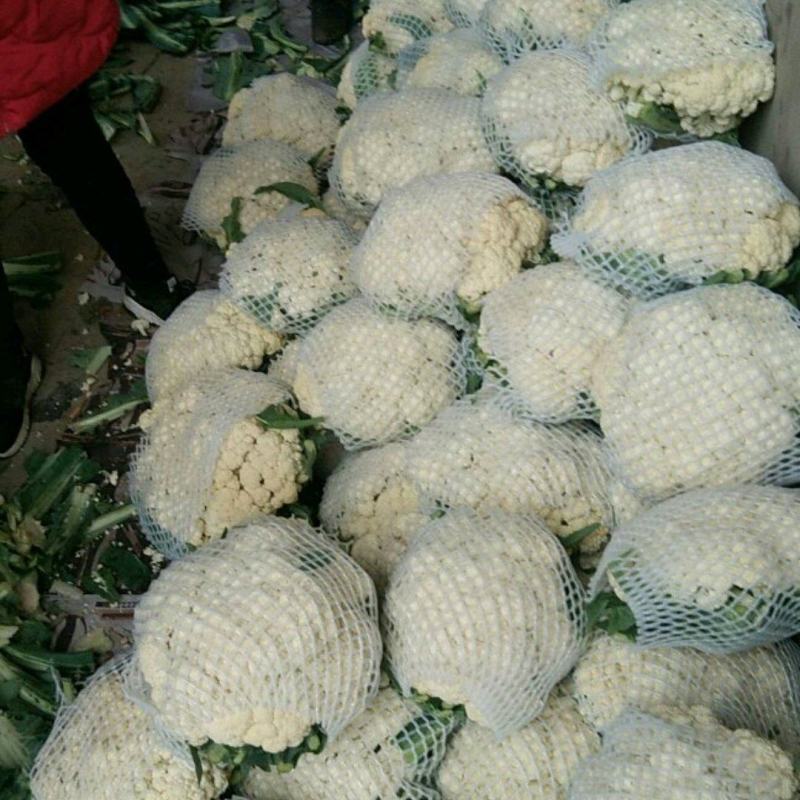 精品松花菜产地发货货源充足稳定，欢迎选购看货