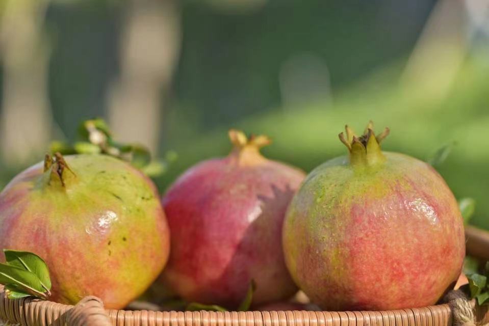 番石榴与香蕉、苹果等水果并排摆放,用于直观比较大小与颜色差异 番石榴与其他水果对比图