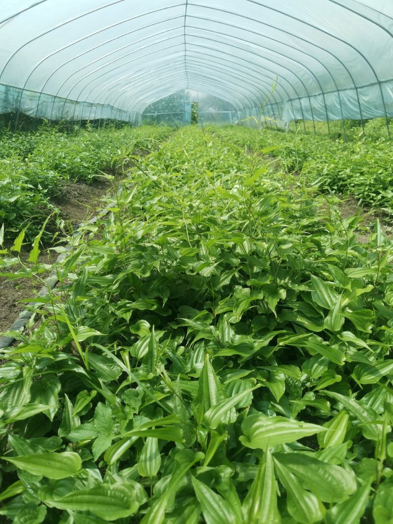 纯大红花百部种苗，成品签合同包回收，诚信经营，基地一手