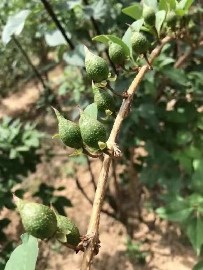 连翘苗-正宗药用连翘-0.4_0.5_0.6