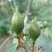 连翘苗-正宗药用连翘-0.4_0.5_0.6