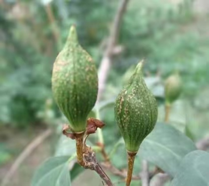 连翘苗-正宗药用连翘-0.4_0.5_0.6