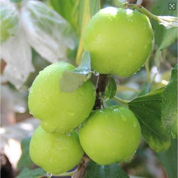 苹果枣苗种苗水果苗枣树苗免费技术指导苹果枣树苗