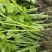安徽砀山皇后芹菜苗西芹，产地一手货源，质量保证，欢迎进店