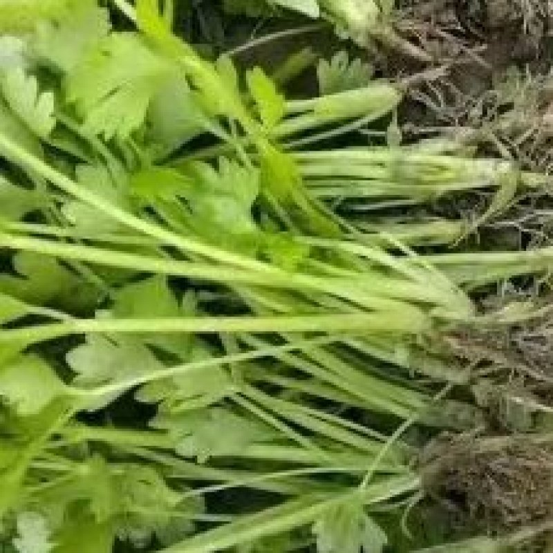 安徽砀山皇后芹菜苗西芹，产地一手货源，质量保证，欢迎进店