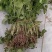 安徽砀山皇后芹菜苗西芹，产地一手货源，质量保证，欢迎进店