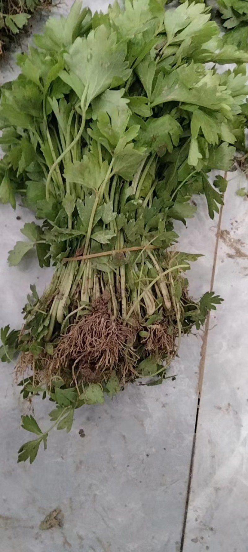 安徽砀山皇后芹菜苗西芹，产地一手货源，质量保证，欢迎进店