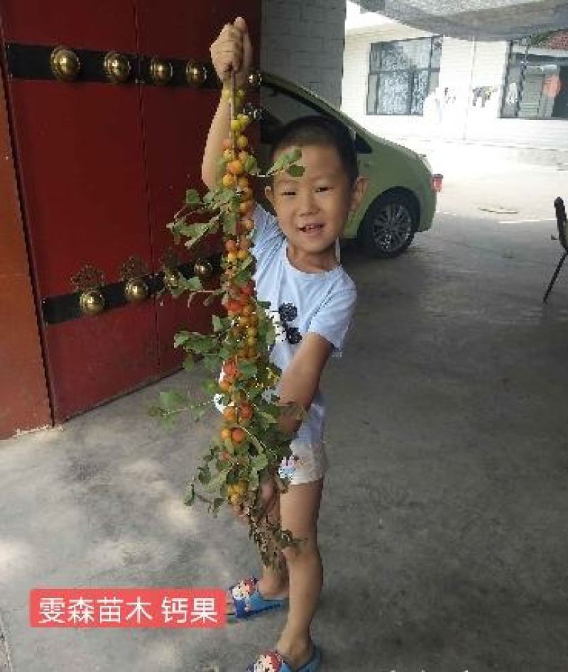 花椒苗1~2年==大红袍花椒苗诚信经营寻求合作
