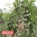 花椒苗1~2年==大红袍花椒苗诚信经营寻求合作