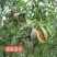 花椒苗1~2年==大红袍花椒苗诚信经营寻求合作