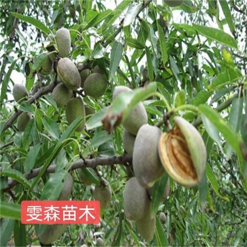 花椒苗1~2年==大红袍花椒苗诚信经营寻求合作