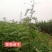 花椒苗1~2年==大红袍花椒苗诚信经营寻求合作