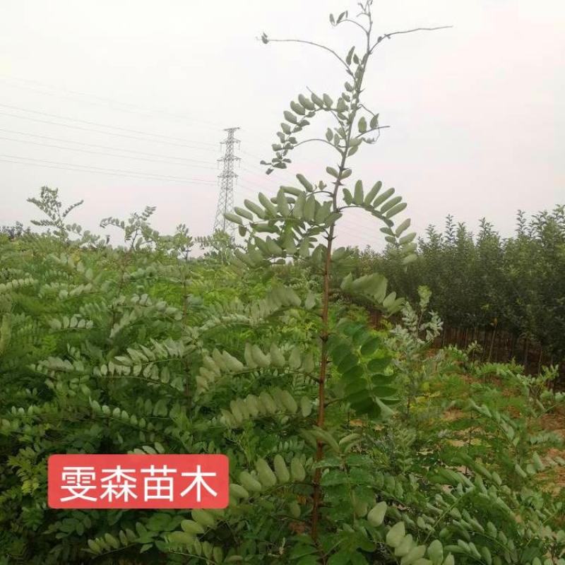 花椒苗1~2年==大红袍花椒苗诚信经营寻求合作