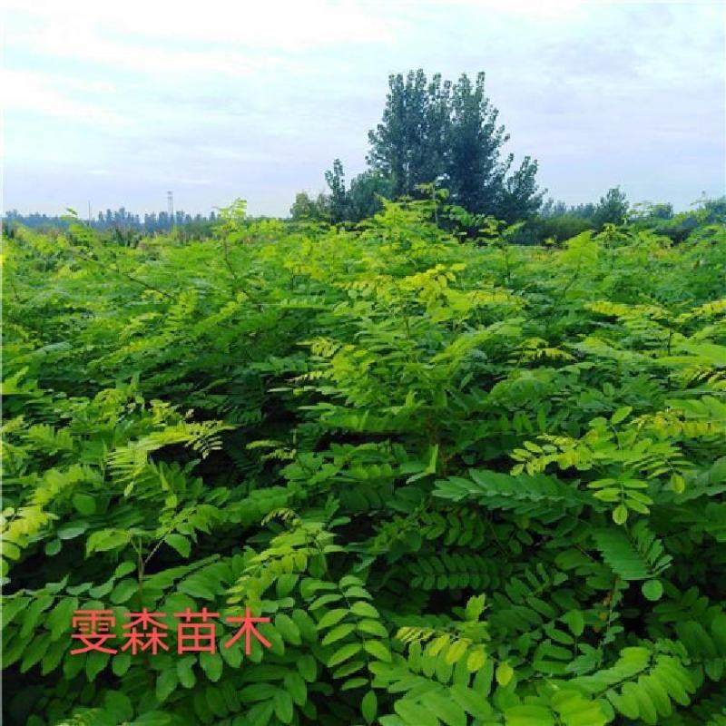 花椒苗1~2年==大红袍花椒苗诚信经营寻求合作
