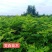 花椒苗1~2年==大红袍花椒苗诚信经营寻求合作