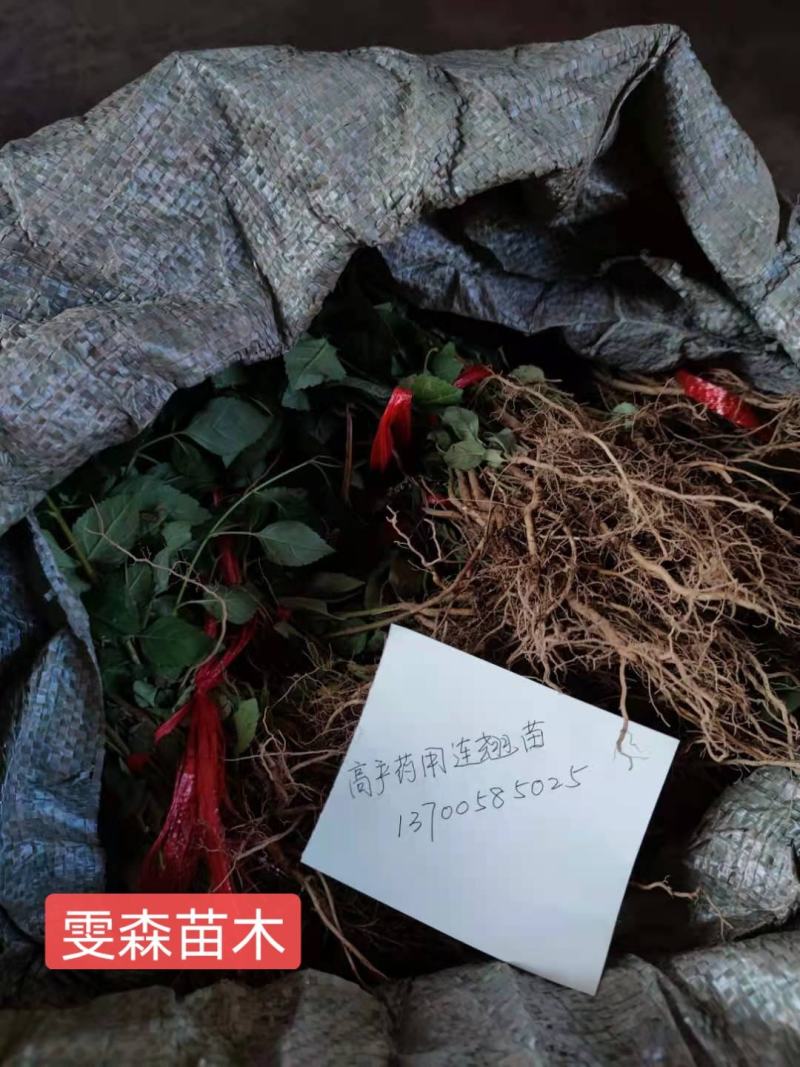 花椒苗1~2年==大红袍花椒苗诚信经营寻求合作