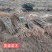 花椒苗1~2年==大红袍花椒苗诚信经营寻求合作