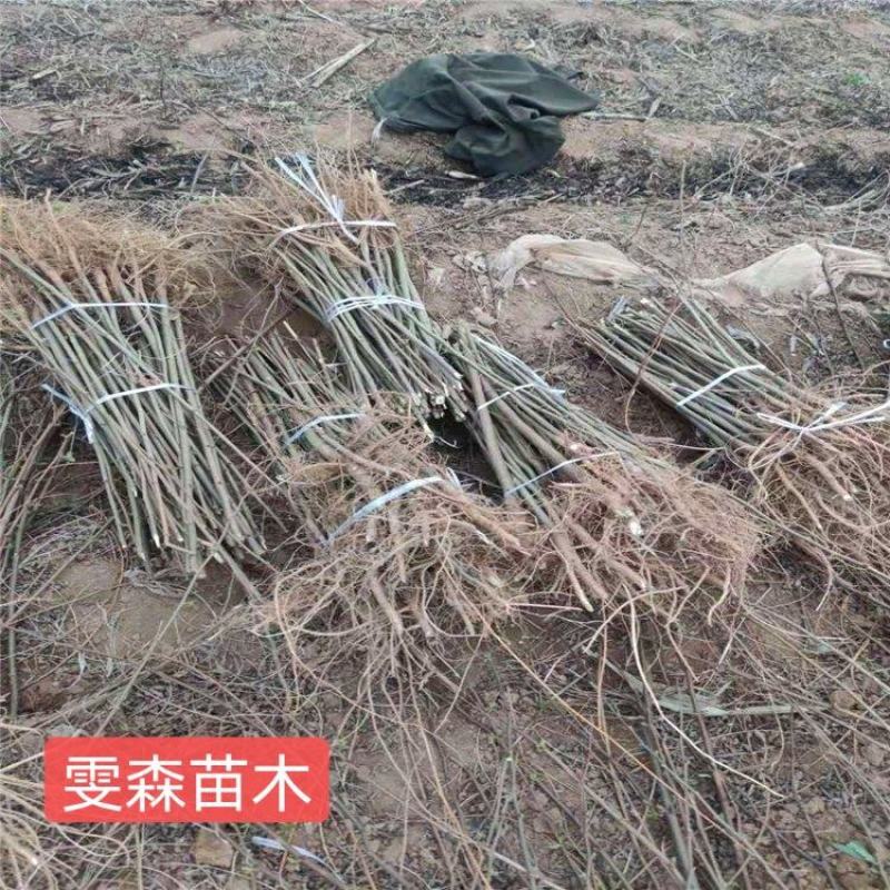 花椒苗1~2年==大红袍花椒苗诚信经营寻求合作