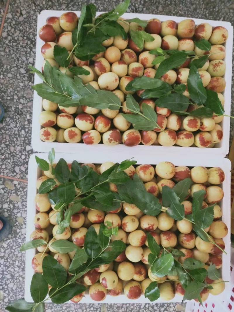 陕西大荔精品冬枣大量供应中温棚钢架棚冷棚陆地