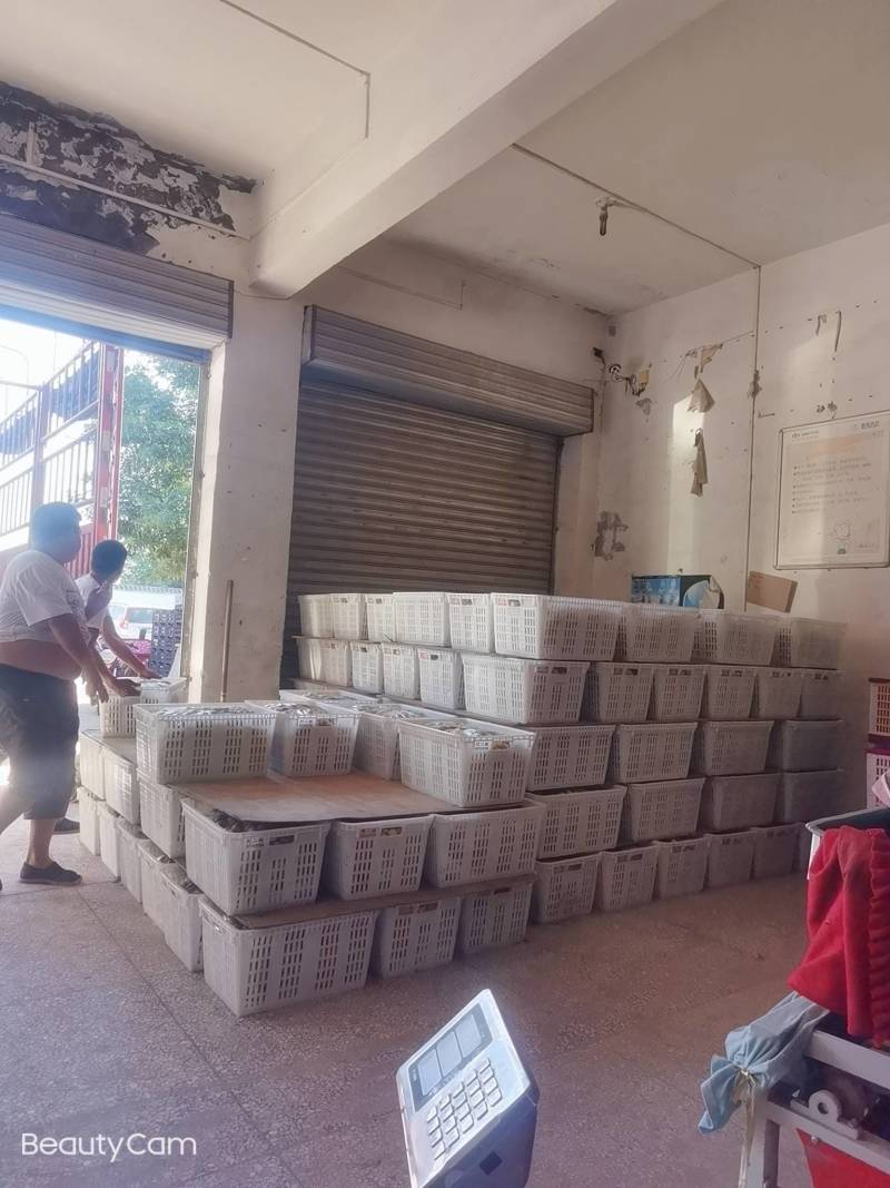 陕西大荔精品冬枣大量供应中温棚钢架棚冷棚陆地