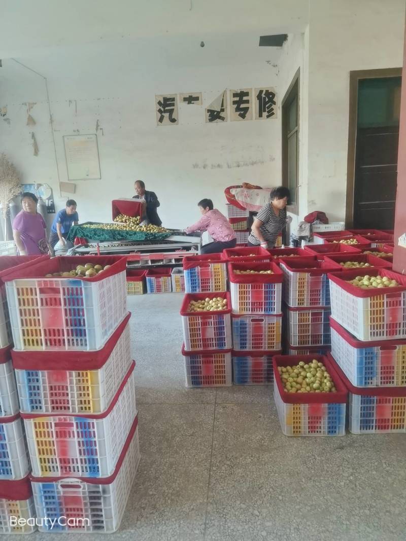 陕西大荔精品冬枣大量供应中温棚钢架棚冷棚陆地
