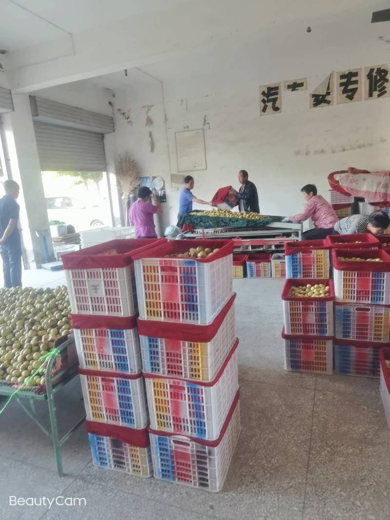 陕西大荔精品冬枣大量供应中温棚钢架棚冷棚陆地