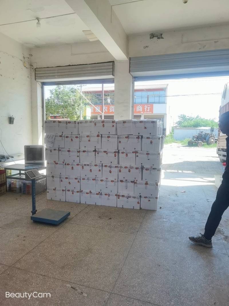 陕西大荔精品冬枣大量供应中温棚钢架棚冷棚陆地