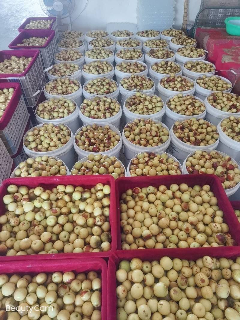 陕西大荔精品冬枣大量供应中温棚钢架棚冷棚陆地