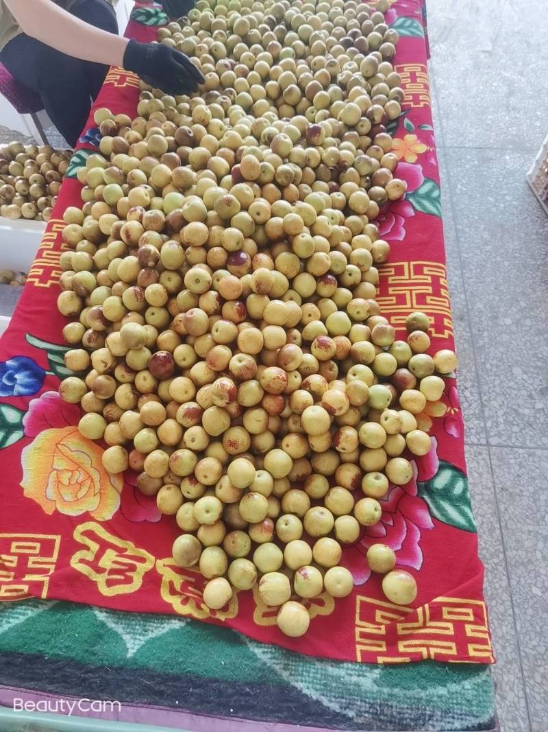 陕西大荔精品冬枣大量供应中温棚钢架棚冷棚陆地