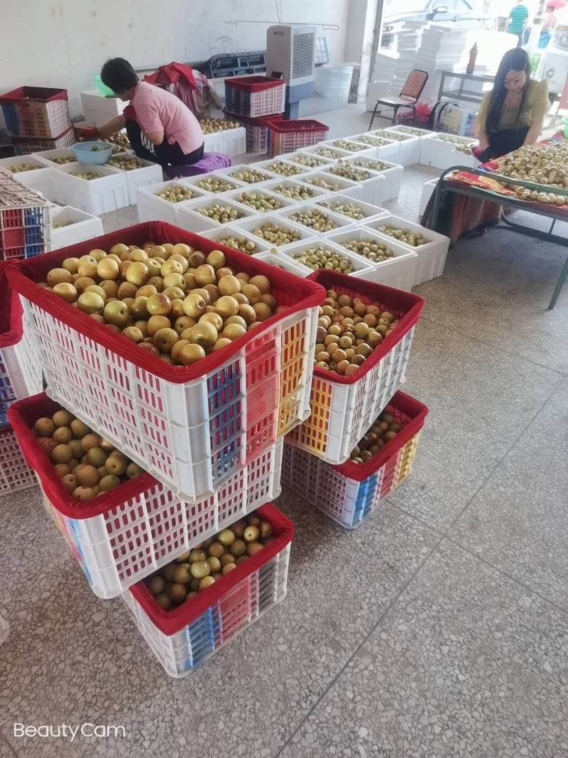 陕西大荔精品冬枣大量供应中温棚钢架棚冷棚陆地